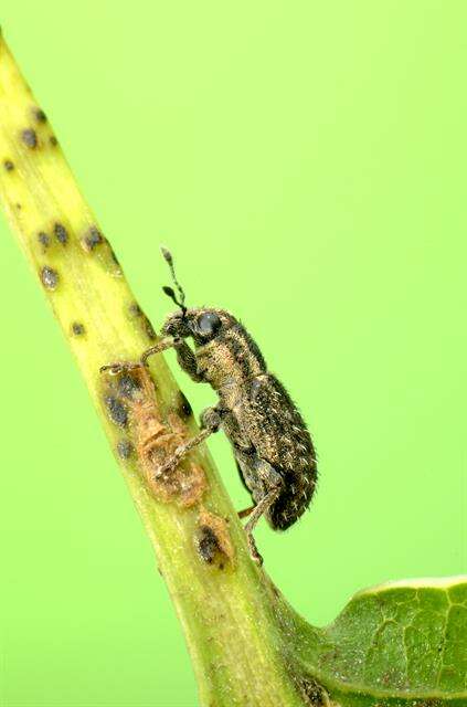 Image of Clover Root Weevil