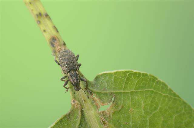 Image of Clover Root Weevil