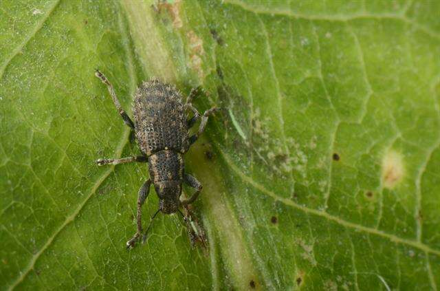 Image of Clover Root Weevil