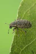 Image of Clover Root Weevil