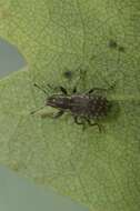 Image of Clover Root Weevil