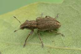 Image of Clover Root Weevil