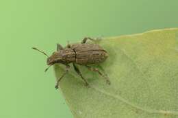 Image of Clover Root Weevil