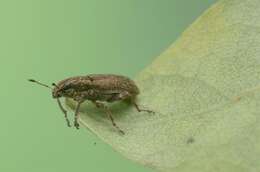 Image of Clover Root Weevil