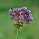 Allium scorodoprasum L.的圖片