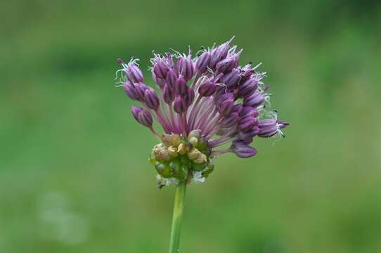 Image of sand leek