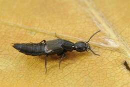 Image of rove beetles