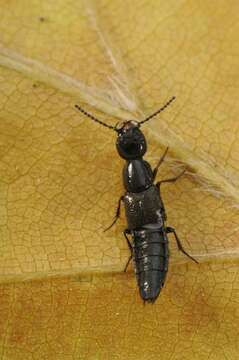 Image de Staphylinidae