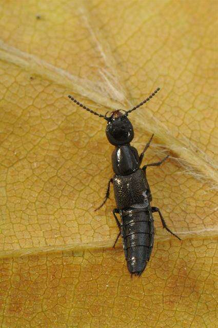 Image of rove beetles