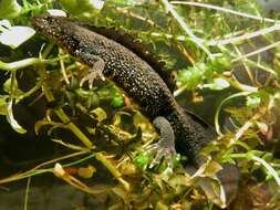 Image of Crested and marbled newts