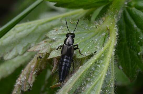 Image of rove beetles