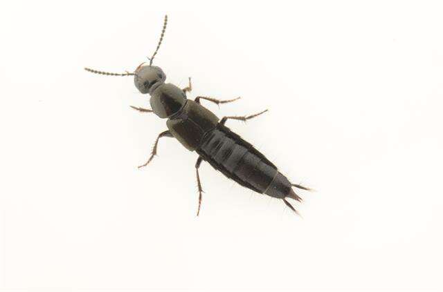 Image of rove beetles