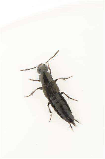 Image of rove beetles