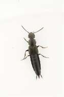 Image of rove beetles