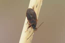 صورة Gastrodes