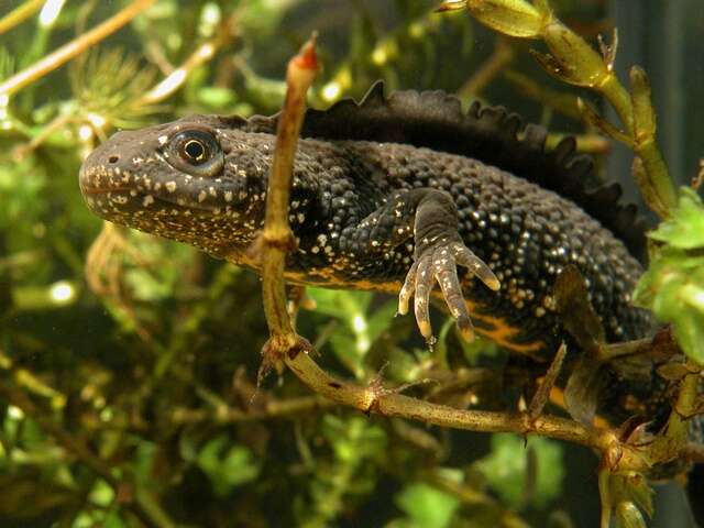 Image of Crested and marbled newts