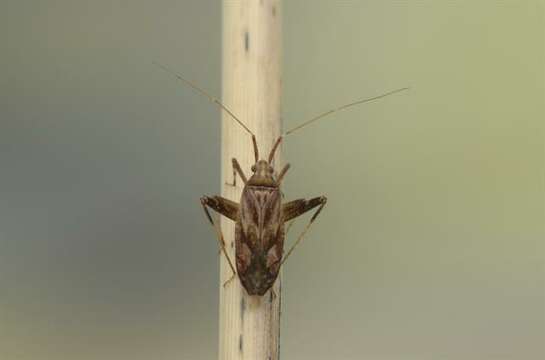 Image of Phytocoris varipes Boheman 1852