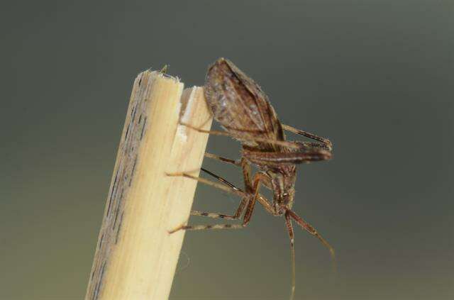 Image of Phytocoris varipes Boheman 1852