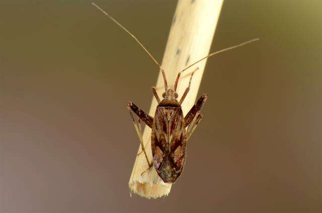 Image of Phytocoris varipes Boheman 1852