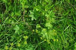 Image of thinstem lady's mantle