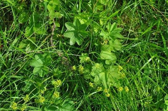 Alchemilla vestita (Buser) Raunk. resmi