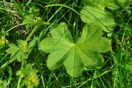 Image of thinstem lady's mantle