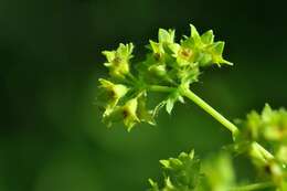 Image of thinstem lady's mantle