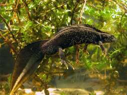 Image of Crested and marbled newts