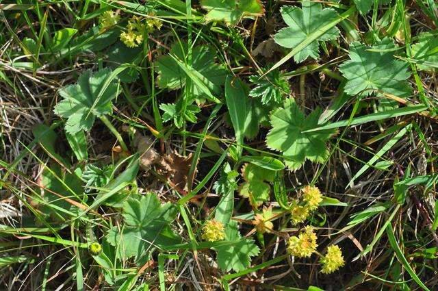 صورة Alchemilla glaucescens Wallr.