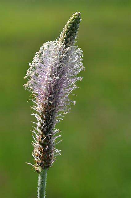 Image de plantain