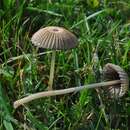 Image of Japanese umbrella inky