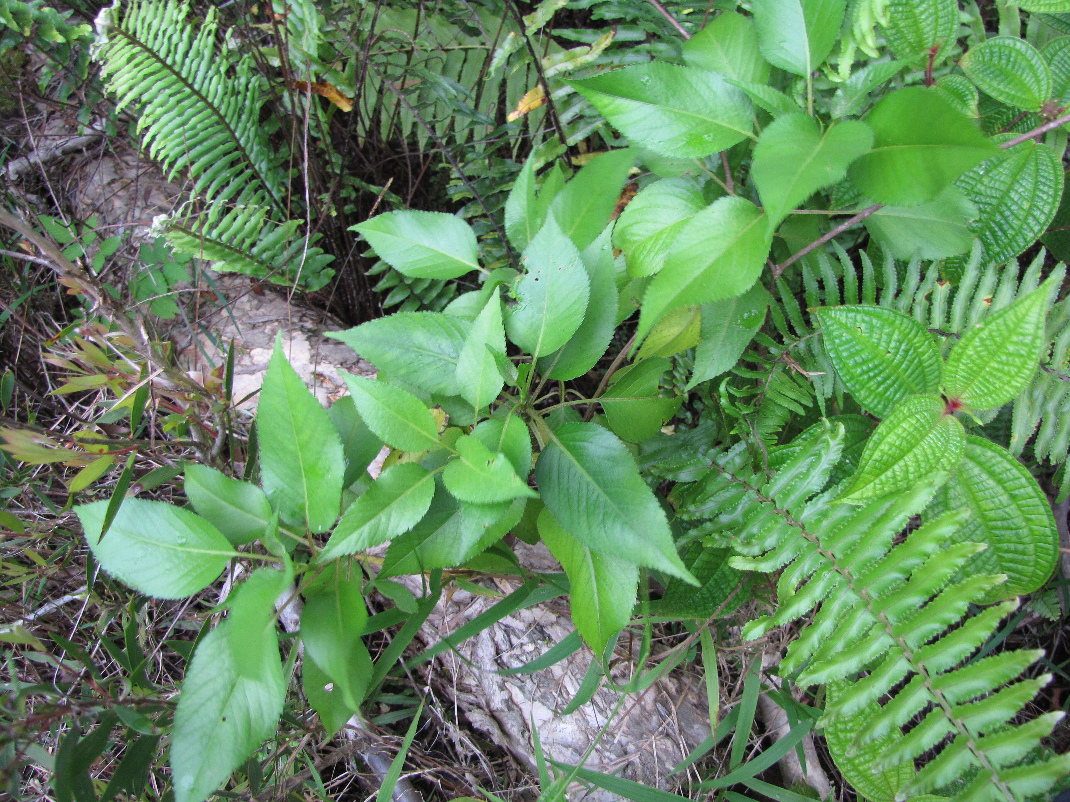 Image of Koko'olau