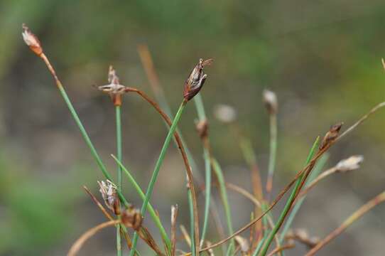 Image of Few-flowered Spike-rush