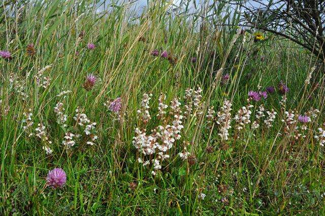 Image of Pyrola rotundifolia subsp. rotundifolia