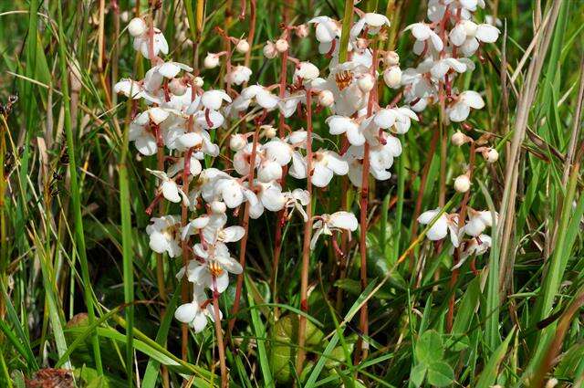 Plancia ëd Pyrola rotundifolia subsp. rotundifolia