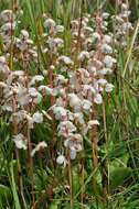 Image of Pyrola rotundifolia subsp. rotundifolia