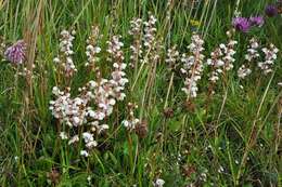 Plancia ëd Pyrola rotundifolia subsp. rotundifolia