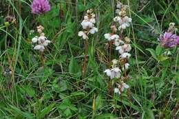 Plancia ëd Pyrola rotundifolia subsp. rotundifolia