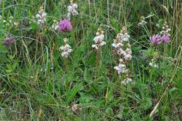 Plancia ëd Pyrola rotundifolia subsp. rotundifolia