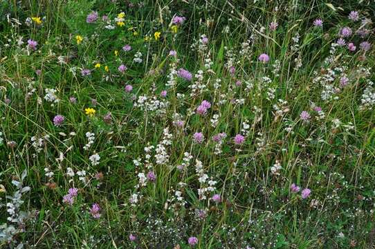 Plancia ëd Pyrola rotundifolia subsp. rotundifolia