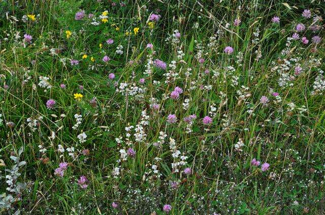 Plancia ëd Pyrola rotundifolia subsp. rotundifolia