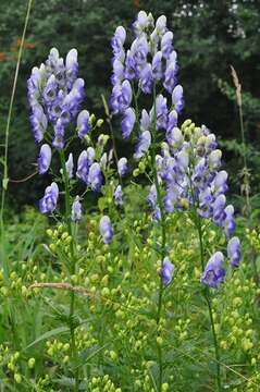 Image of Monkshood