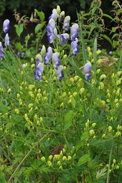 Image of Monkshood