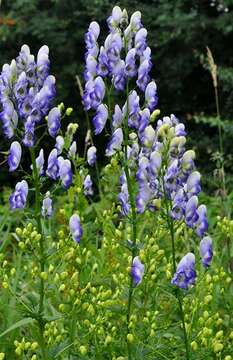 Image of Monkshood