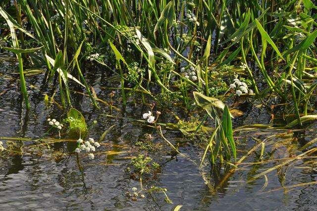 Image of River Water-dropwort