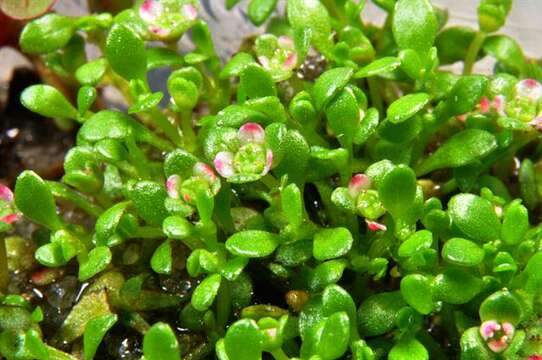 Image of waterwort