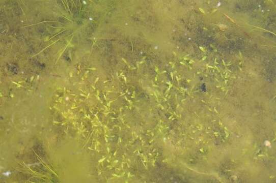 Image of waterwort