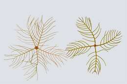 Image of water milfoil family