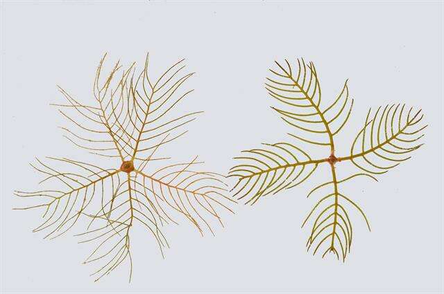 Image of water milfoil family