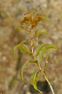 Image of <i>Potamogeton</i> gramineus × Potamogeton <i>perfoliatus</i>